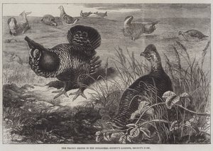 Le tétras des prairies dans les jardins de la Zoological Society, Regent